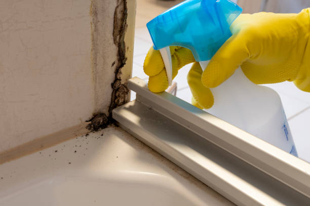 Best Fast Mold Removal  in Lookout Mountain, TN