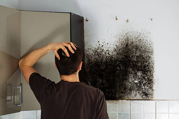 Best Best Mold Removal Companies  in Lookout Mountain, TN